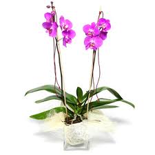 Phalaenopsis Orkide 