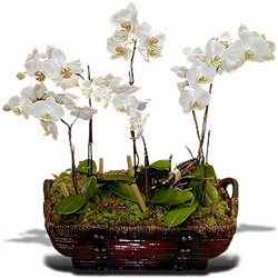 Phalaenopsis Orkide 5 Dal