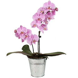 Pembe Orkidelerin Dnyas